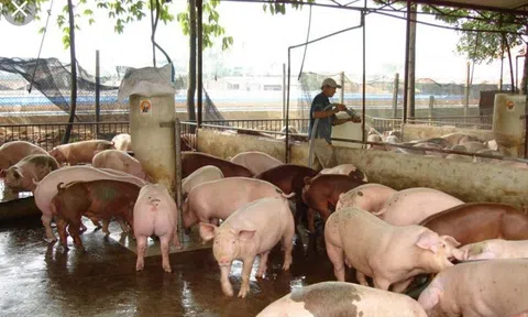 “Thủ phủ” chăn nuôi cả nước tập trung phát triển theo hướng công nghiệp hiện đại