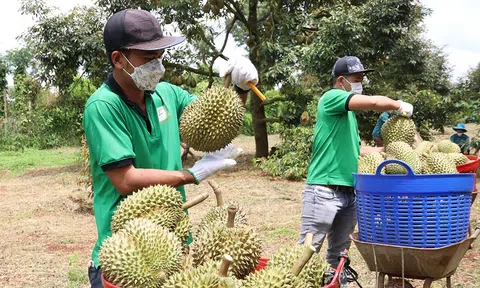 Sầu riêng xuất khẩu nhận "cảnh báo khẩn"