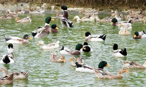 Bức tranh tươi sáng của kinh tế nông nghiệp, công nghiệp Lào Cai