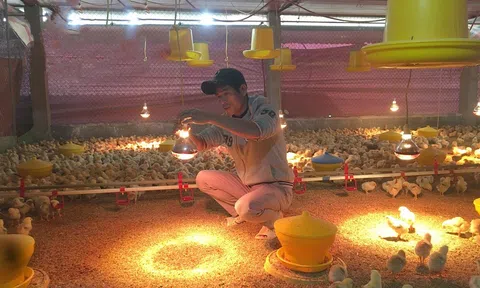 Anh nông dân nuôi gà công nghệ cao thu lãi nửa tỷ mỗi năm