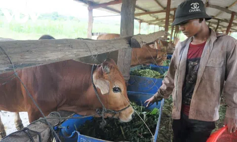 Hân hoan niềm vui thoát nghèo ở Gia Lai