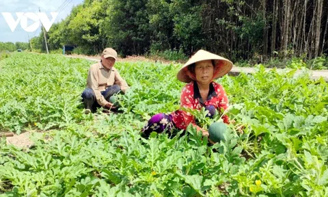 Trồng dưa trên đất mặn Cà Mau được trái ngọt cho người dân mùa Tết