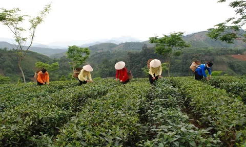 Lào Cai: Tập trung phát triển nông nghiệp theo hướng sinh thái