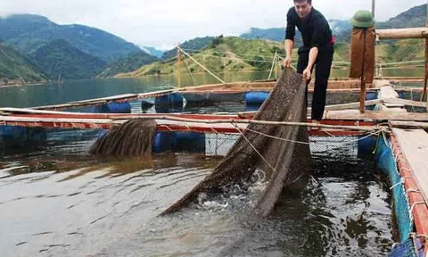 Mô hình nuôi cá lồng bè giúp người dân vùng cao thu hàng trăm triệu đồng mỗi năm