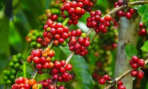 Giá cà phê ngày 18/1: Giá cà phê trong nước giảm nhẹ, cao nhất 41.100 đồng/kg