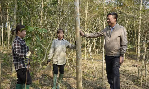 Khát vọng phủ xanh đồi núi trọc của chủ vườn cây Tích Giang