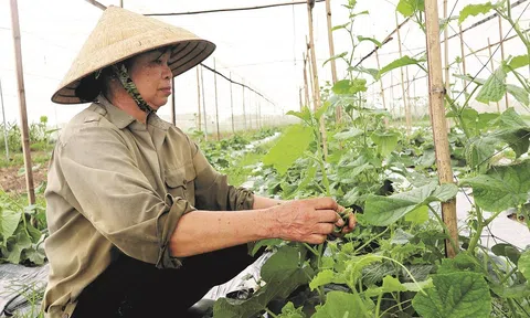 Nghệ An: Xanh lại những cánh đồng hoang hoá