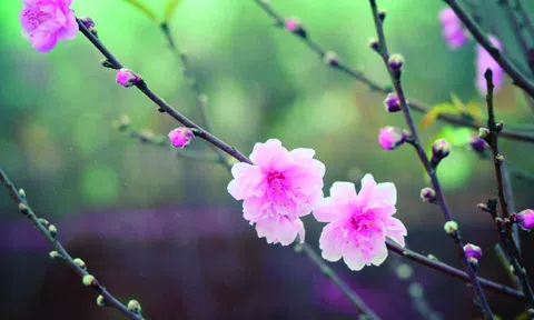 Ngày xuân nói chuyện về văn hóa pháp luật của doanh nhân