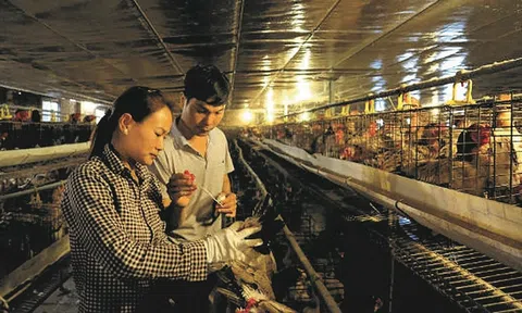 Hưng Yên:  Vợ chồng 8X làm giàu từ nghề nuôi “gà tiến Vua”