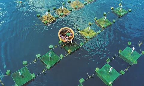 Doanh nghiệp cần nỗ lực “xanh hóa” ngành thủy sản xuất khẩu