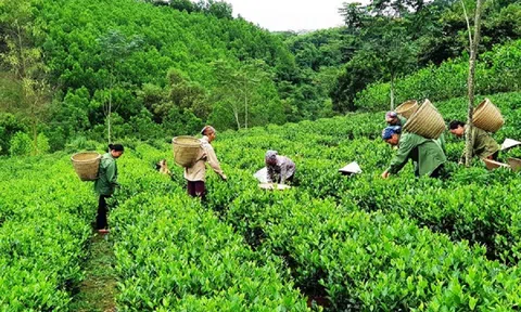 Chủ động thích ứng với biến đổi khí hậu trong sản xuất nông, lâm nghiệp