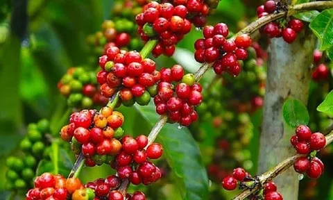 Giá cà phê ngày 31/1: Giá cà phê trong nước đi ngang, cao nhất 42.800 đồng/kg