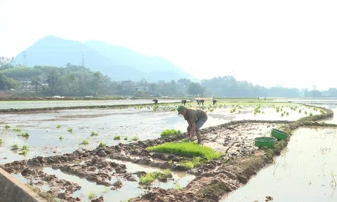 Tuyên Quang: Khẩn trương gieo cấy, cung ứng vật tư phân bón kịp thời cho sản xuất vụ lúa Xuân 2023
