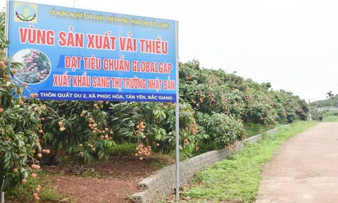 Bắc Giang: Chú trọng quản lý mã số vùng trồng và cơ sở đóng gói nông sản phục vụ xuất khẩu