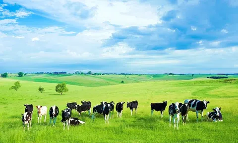 Những nguyên tắc trong chăn nuôi hữu cơ