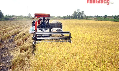 Hậu Giang: Nông dân rộn ràng thu hoạch lúa Đông Xuân