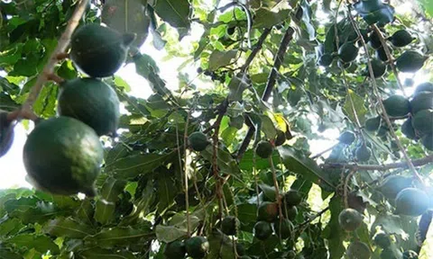 Healthyway Giaanphat’s cùng sản phẩm mắc ca ông Ba vươn ra thế giới