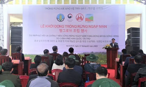 Ninh Bình khởi động trồng rừng ngập mặn