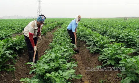Bắc Ninh: Xây dựng các vùng nông nghiệp xanh góp phần phát triển kinh tế bền vững