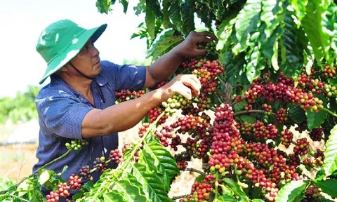 Giá cà phê ngày 12/2: Giá cà phê trong nước và thế giới tăng nhẹ