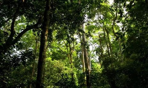 Tuyên Quang: Chú trọng phát triển sản xuất nông, lâm nghiệp bền vững
