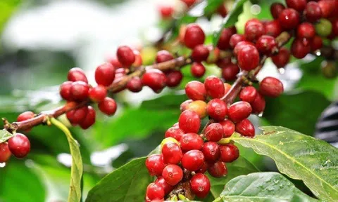 Giá cà phê ngày 14/2: Giá cà phê trong nước và thế giới tiếp tục tăng