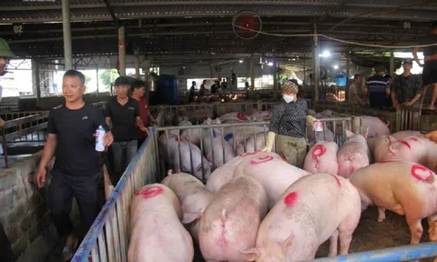 Giá heo hơi hôm nay giảm nhẹ tại một số tỉnh, cao nhất 54.000 đồng/kg