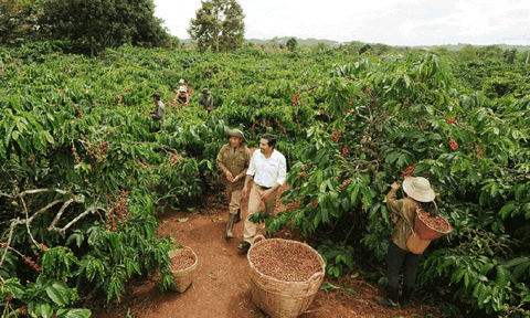 Hợp tác phát triển nông nghiệp Tây Nguyên theo hướng bền vững