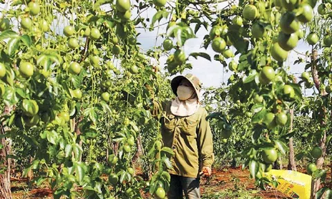 Gia Lai: Mở rộng diện tích vùng trồng, phát triển bền vững cây chanh leo