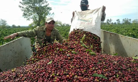 Giá cà phê ngày 16/2: Giá bật tăng mạnh ở cả thị trường trong nước và thế giới