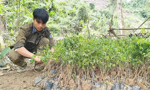 Quảng Nam: Trồng 10.000 cây lim xanh trong lâm phận khu bảo tồn ở Nông Sơn