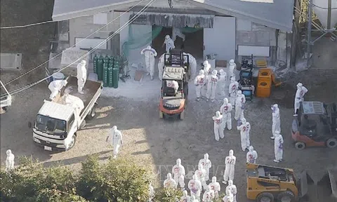 Dịch cúm lây lan mạnh, Nhật Bản tiêu huỷ 15 triệu con gia cầm