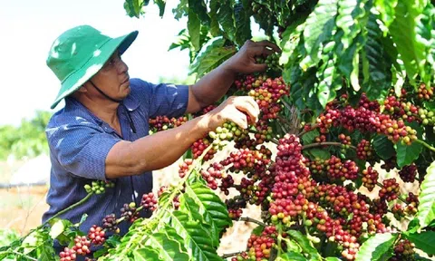 Giá cà phê ngày 18/2: Giá cà phê trong nước tăng mạnh, vượt mốc 45.000 đồng/kg