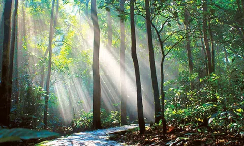 Nghệ An: Triển khai nhiều giải pháp bảo vệ và phát triển rừng