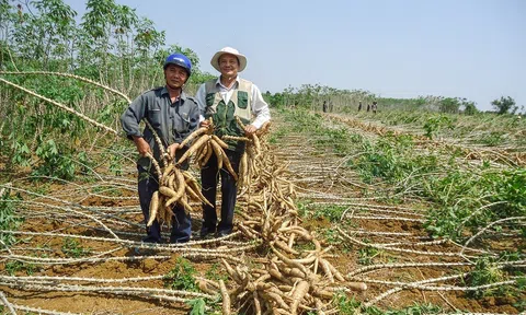 Sơn La phấn đấu xuất khẩu 94.000 tấn sắn trong năm 2023
