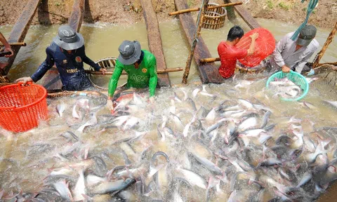 Tháng 1/2023, khối lượng cá tra xuất khẩu sang Mỹ giảm mạnh 76%