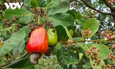 Gia Lai: Năng suất và giá bán giảm, người dân lo lắng mất mùa điều