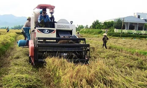 Phú Yên đẩy mạnh tái cơ cấu ngành hàng lúa gạo đến năm 2025, tầm nhìn đến năm 2030