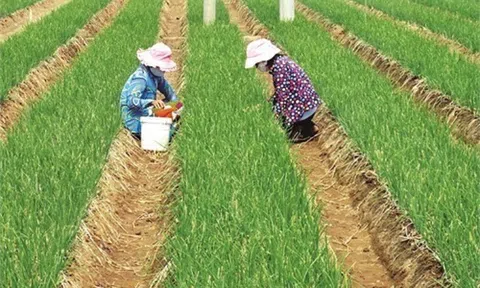 Sóc Trăng: Nông dân Vĩnh Châu phấn khởi khi năng suất và giá bán hành tím đều cao