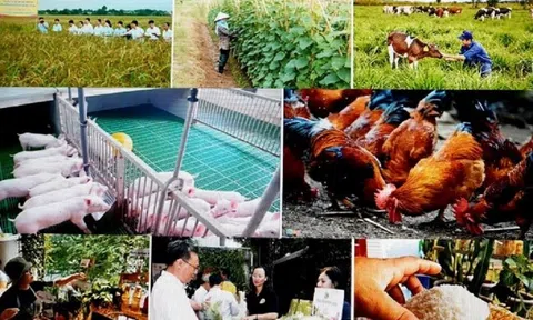 Sản xuất nông sản hữu cơ: Người trong cuộc vẫn loay hoay tìm kiếm thị trường tiêu thụ