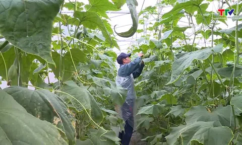 Thanh Hóa: Mở rộng vùng sản xuất nông nghiệp hữu cơ, tạo sản phẩm nông nghiệp an toàn, bền vững