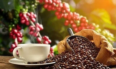 Giá cà phê ngày 24/2: Giá cà phê trong nước bật tăng mạnh, chạm mốc 48.000 đồng/kg