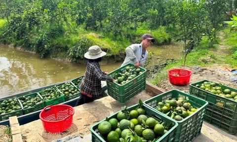 Cam sành, bưởi Diễn “ vỡ trận”, rớt giá thảm hại