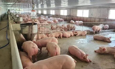 Giá heo hơi hôm nay 24/2: Giá heo hơi tiếp tục giảm tại khu vực miền Bắc và miền Nam