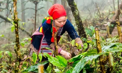 Mở rộng không gian phát triển cây dược liệu ở Ba Vì