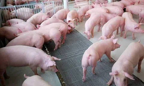 Giá heo hơi tiếp tục giảm ở nhiều địa phương, người chăn nuôi nhỏ lẻ ngại tái đàn