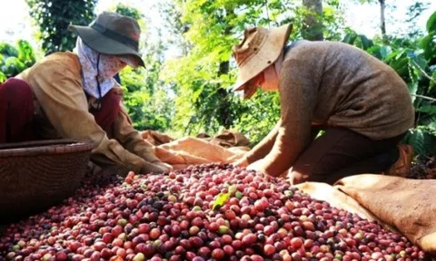 Giá cà phê ngày 26/2: Giá cà phê trong nước và thế giới cùng giảm
