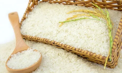 Thị trường lúa gạo phiên đầu tuần sôi động, giá lúa gạo ổn định