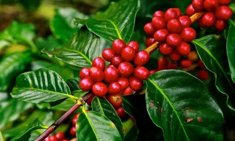 Giá cà phê ngày 01/3: Giá cà phê trong nước giảm nhẹ, dao động từ 46.600 - 47.200 đồng/kg
