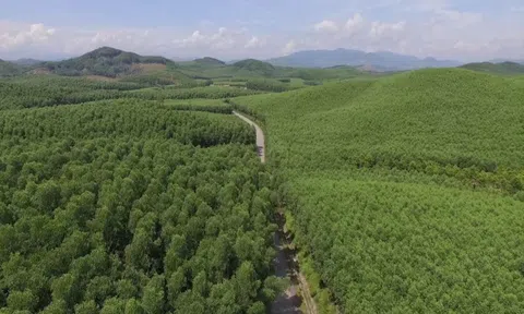 Thừa Thiên Huế công bố hiện trạng rừng năm 2022